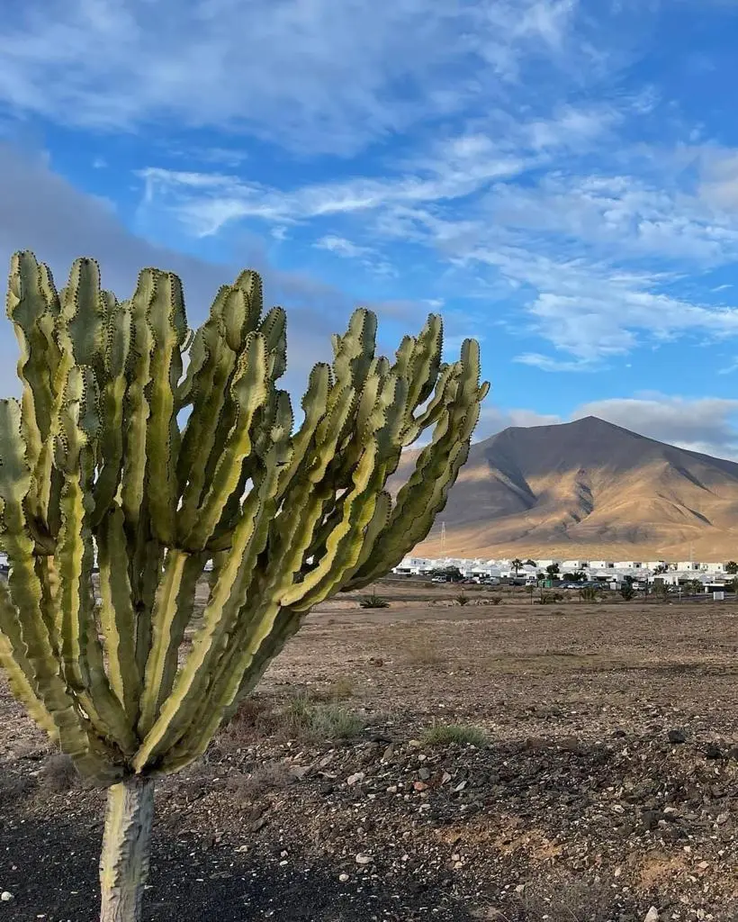 Landschaftsimpression von Lanzarote